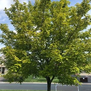 Meet your Posher, Tony